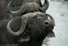 Afrikanischer Büffel (52 von 102).jpg